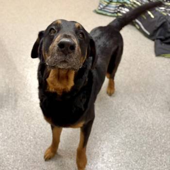 Black And Tan Coonhound Dogs Available for Adoption in Fullerton, Pennsylvania - Carl | PetCurious