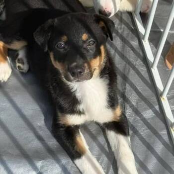 Australian Cattle Dog Blue Heeler Dogs Available for Adoption in Fredericksburg, Virginia - Sage | PetCurious