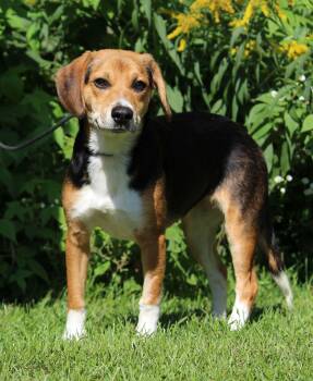 Venus -  Beagle Dog for Adoption in Portage, Wisconsin - Venus | PetCurious
