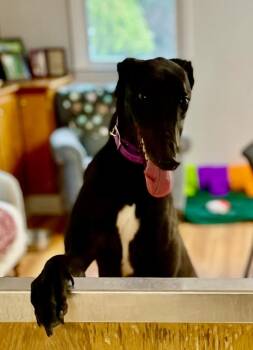 Greyhound Dogs Available for Adoption in Hopkinton, Massachusetts - Eric | PetCurious