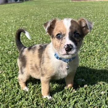 Australian Shepherd Dogs Available for Adoption in Carencro, Louisiana - Cocklebur | PetCurious
