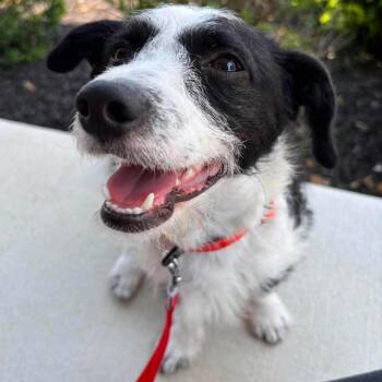 Bernard -  Terrier and Mixed Breed Dog for Adoption in Jarrettsville, Maryland - Bernard | PetCurious