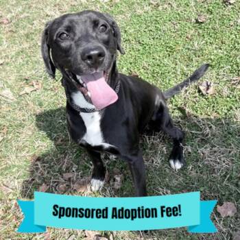 Black Labrador Retriever and Mixed Breed Dogs Available for Adoption - Jet | PetCurious