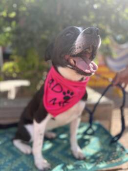 Roxie -  Boston Terrier and Boxer Dog for Adoption in Houston, Texas - Roxie | PetCurious