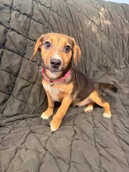 Beagle Dogs Available for Adoption in Marion, Ohio - Olive | PetCurious