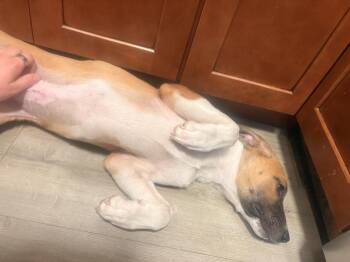 PENNE -  Shepherd Dog for Adoption in Broomfield, Colorado - PENNE | PetCurious