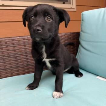 Connie -  Mixed Breed and Border Collie Dog for Adoption in Salt Lake City, Utah - Connie | PetCurious