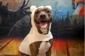 Canela -  American Staffordshire Terrier and American Bully Dog for Adoption in Houston, Texas - Canela | PetCurious