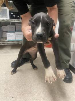 Boxer Dogs Available for Adoption in Thousand Oaks, California - Julia - URGENT AND AT RISK | PetCurious