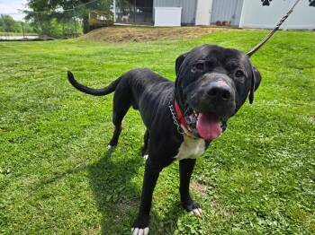 Cane Corso Dogs Available for Adoption in Linton, Indiana - Teddy Bear | PetCurious