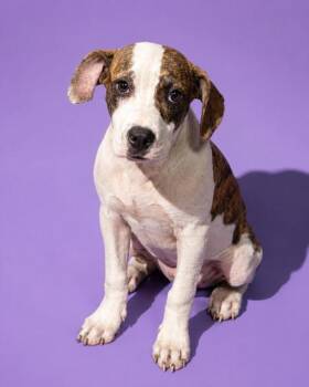 BUBBA POSEIDON -  Mixed Breed Dog for Adoption in Jacksonville, Florida - BUBBA POSEIDON | PetCurious