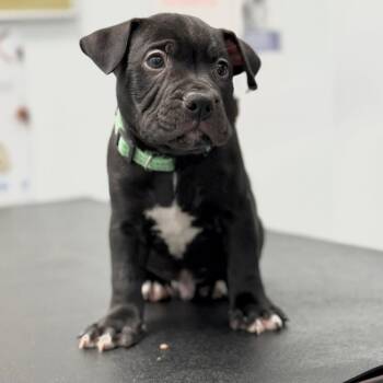 Rescue Shar Pei and American Bully Dogs for Adoption in Toronto, Ontario - Bonkers | PetCurious