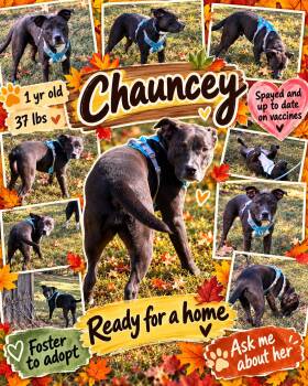 Chauncey -  Bulldog and Labrador Retriever Dog for Adoption in Jackson, Tennessee - Chauncey | PetCurious