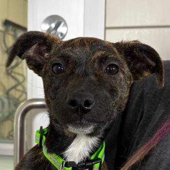 Mixed Breed Dogs Available for Adoption in Middletown, Rhode Island - Lira | PetCurious