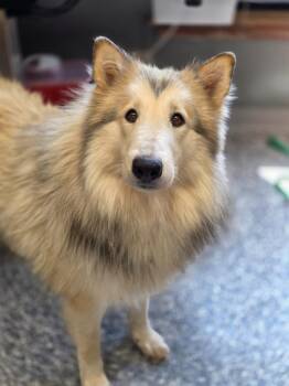 Shep -  Collie and Mixed Breed Dog for Adoption in Carthage, Missouri - Shep | PetCurious