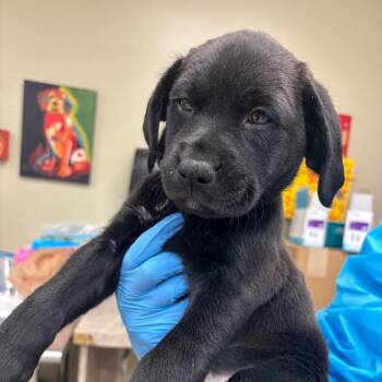 Emory -  Black Labrador Retriever and Pit Bull Terrier Dog for Adoption in Birmingham, Alabama - Emory | PetCurious