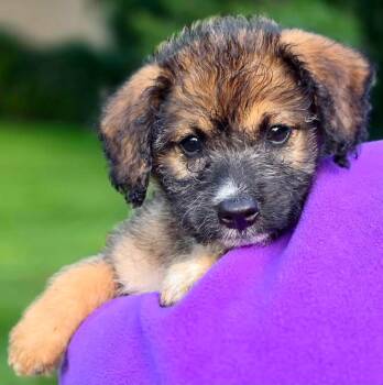 Kami -  Aussiedoodle Dog for Adoption in Orland Park, Illinois - Kami | PetCurious