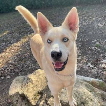 Rescue Labrador Retriever and Siberian Husky Dogs for Adoption in Cumming, Georgia - Orion | PetCurious