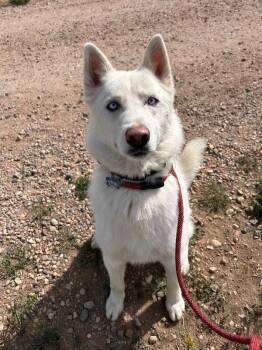 Husky and Mixed Breed Dogs Available for Adoption in Fort Collins, Colorado - Kye | PetCurious