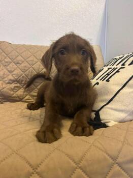 Labrador Retriever Dogs Available for Adoption in Sparta, Illinois - Rouge | PetCurious