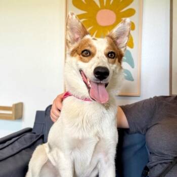 Australian Cattle Dog Blue Heeler and Corgi Dogs Available for Adoption in Friendswood, Texas - Moonpie Sweet Little Lady  | PetCurious