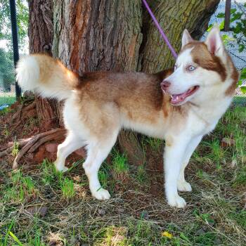 Velvet -  Siberian Husky Dog for Adoption in Jersey City, New Jersey - Velvet | PetCurious