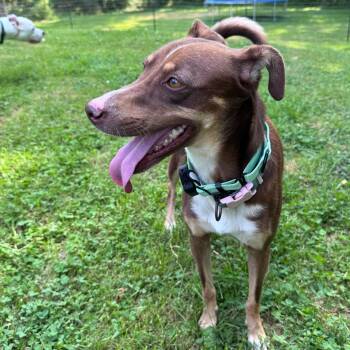Maya -  Miniature Pinscher Dog for Adoption in Baldwin, Maryland - Maya | PetCurious