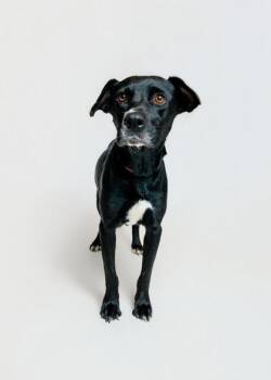 Ella -  Mixed Breed Dog Available for Adoption in Sevierville, Tennessee - Ella | PetCurious