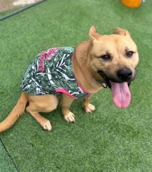 Sweet DELIGHT -  Black Mouth Cur Dog for Adoption in Houston, Texas - Sweet DELIGHT | PetCurious