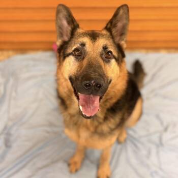 Cowboy -  German Shepherd Dog Dog for Adoption in Pilot Point, Texas - Cowboy | PetCurious