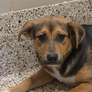 Mixed Breed Dogs Available for Adoption in Aiken, South Carolina - Sansa 63099 | PetCurious