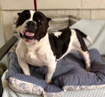 Baby Dee -  American Bulldog Dog for Adoption in Fort Worth, Texas - Baby Dee | PetCurious