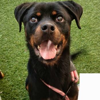 Cleo (Benefactor Puppy) -  Rottweiler Dog for Adoption in New Orleans, Louisiana - Cleo (Benefactor Puppy) | PetCurious
