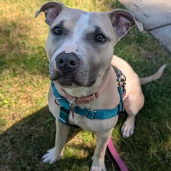 Meeka -  Pit Bull Terrier and Mixed Breed Dog for Adoption in Detroit, Michigan - Meeka | PetCurious
