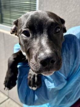 Mixed Breed Dogs Available for Adoption - Project Hail | PetCurious