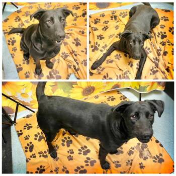 Astrid -  Mixed Breed Dog for Adoption in Dublin, Virginia - Astrid | PetCurious