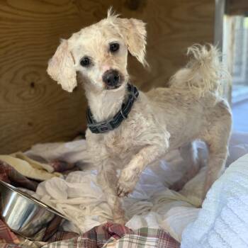 Kay -  Miniature Poodle and Shih Tzu Dog for Adoption in Freeport, Florida - Kay | PetCurious
