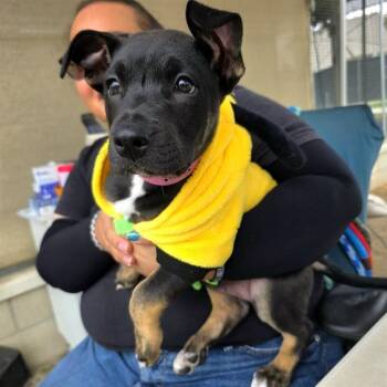 MINA -  Pit Bull Terrier Dog for Adoption in Long Beach, California - MINA | PetCurious