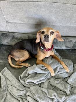 Beagle Dogs Available for Adoption in Odessa, Florida - Lucy Ricardo | PetCurious
