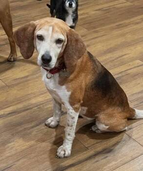 Mabel CL -  Beagle and Hound Dog for Adoption in Dunnellon, Florida - Mabel CL | PetCurious