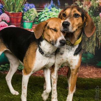 Rescue Coonhound Dogs for Adoption in Melbourne, Kentucky - Rufus | PetCurious