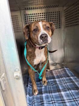 Mixed Breed Dogs Available for Adoption in Bossier City, Louisiana - JoJo | PetCurious