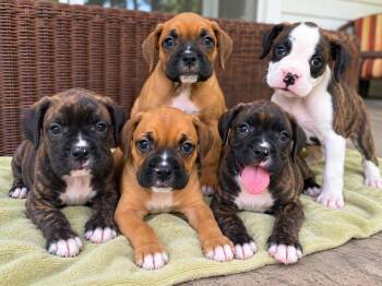 The Sesame Street Boxer Litter -  Boxer Dog for Adoption - The Sesame Street Boxer Litter | PetCurious