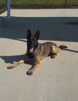 BAK -  German Shepherd Dog Dog for Adoption in Charlotte, North Carolina - BAK | PetCurious