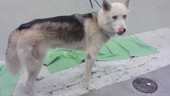 A2097144 -  Siberian Husky and Mixed Breed Dog for Adoption in Houston, Texas - A2097144 | PetCurious
