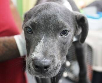 Rescue Australian Shepherd and Mixed Breed Dogs for Adoption in Picayune, Mississippi - Magik | PetCurious