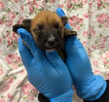 German Shepherd Dog Dogs Available for Adoption - WAFFLE | PetCurious