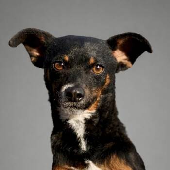 Baisley -  Chihuahua Dog for Adoption in Hondo, Texas - Baisley | PetCurious