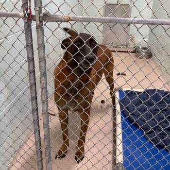 Dex -  Belgian Shepherd Malinois Dog for Adoption in Newark, New Jersey - Dex | PetCurious