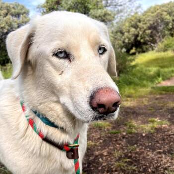Akbash Dogs Available for Adoption in Grass Valley, California - Paxton | PetCurious